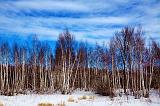 Birch Grove_13912